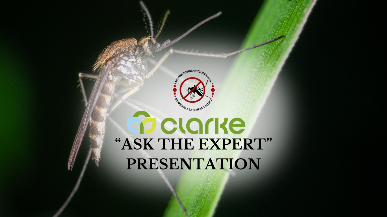 zooming in picture of mosquito on blade of Grass with tile of presentation 